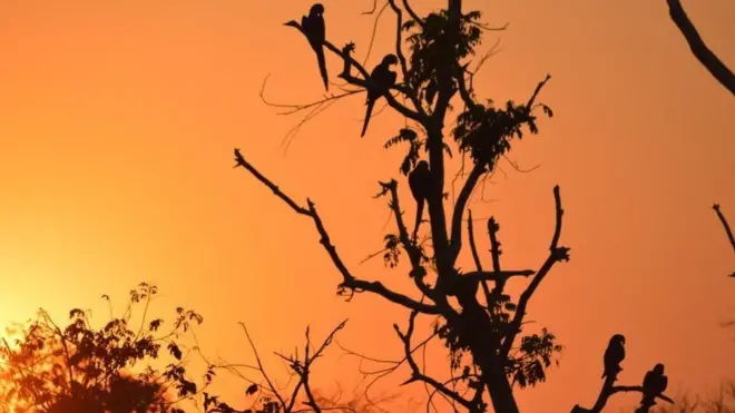 Araras descansam em arvore da fazenda Sao Francisco