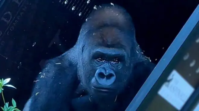 Gorila sai de jaula olhando para o lado de fora