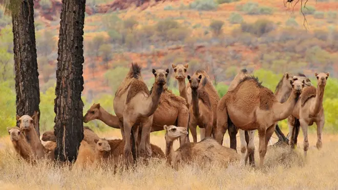 Grupo de camellos salvajes en Australia.