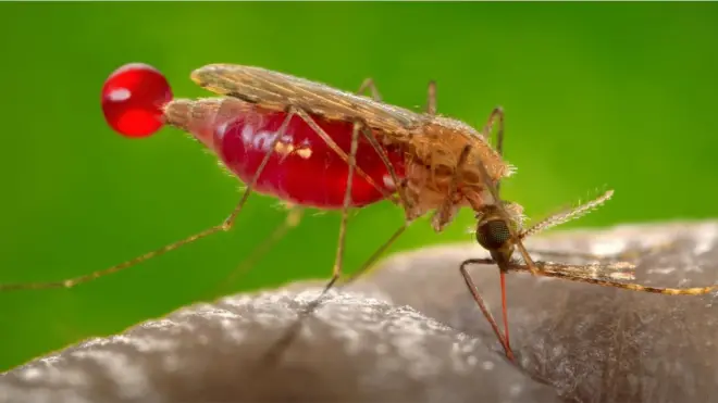 Fêmea do mosquito Anopheles gambiae, vetor do parasita que causa a malária, Plasmodium falciparum. O parasita produz um precursor que ativa os glóbulos vermelhos humanos para atrair o mosquito e convidá-lo a alimentar-se com nosso sangue