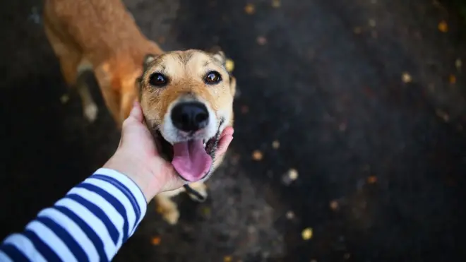 Mão segurando cabeça de cachorro