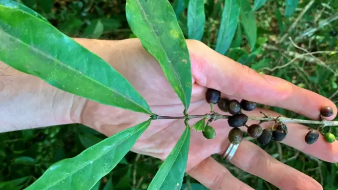 Coffea stenophylla