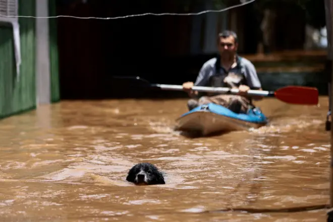 Cachorro nadando em área alagada