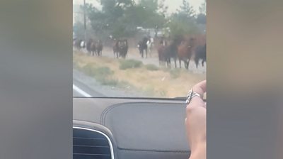 Someone filming wild horses running