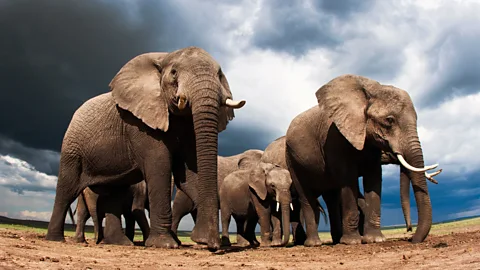 Elephants_1920x1080.jpg