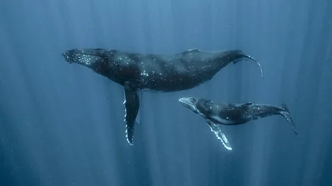 A humpback whale and her calf (Credit: Jodi Frediani)