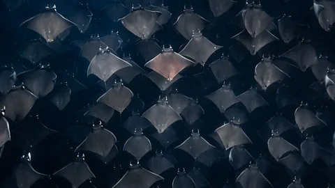 Mobula rays in the Sea of Cortez, Mexico (Credit: Pier Nirandara)