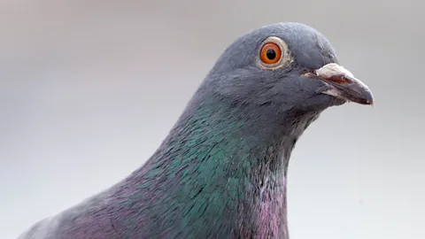 A close up of a feral pigeon in London (Credit: Getty Images)