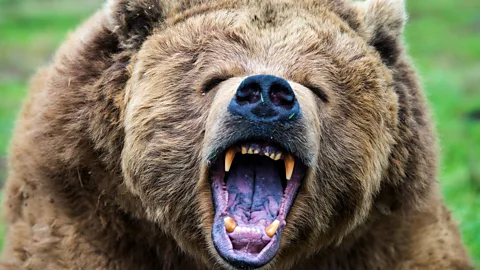 A grizzly bear roaring in the wild (Credit: Getty Images)