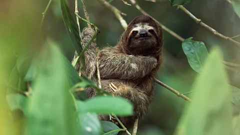 A pale-throated sloth (Credit: Getty Images)