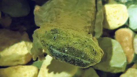 A close up of the snot otter (Credit: Purdue University)