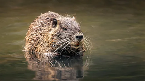 The coypu, nutria, swamp beaver or swamp rat (Credit: Getty Images)