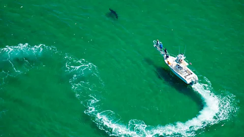 Getty Images Efforts to tag great white sharks is starting to provide insights into the behaviour and life cycles of these enormous predators (Credit: Getty Images)