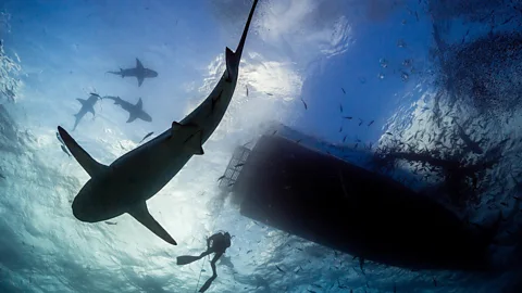 Alamy Getting into water where there are lots of bait fish that can attract sharks will increase your risk of being bitten (Credit: Alamy)