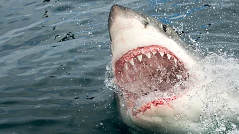 Getty Images Great white sharks are considered to be the most dangerous species in the oceans today, but we still know very little about their life cycle and behaviour (Credit: Getty Images)