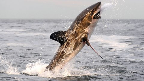 Getty Images Great white sharks typically attack their prey from below with great speed, delivering a single devastating bite (Credit: Getty Images)