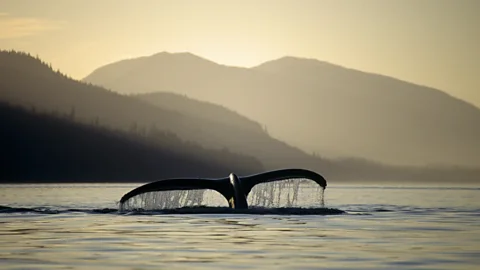 Alamy Whales help to send carbon to the depths of the sea throughout their lives, and also when they die (Credit: Alamy)