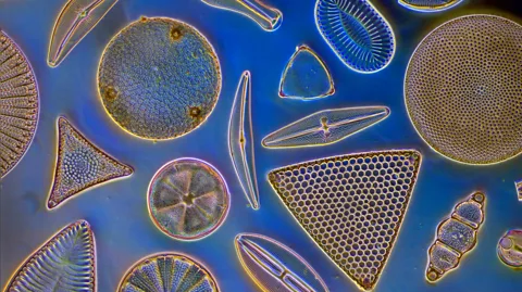 Alamy Marine phytoplankton capture carbon dioxide through photosynthesis, acting as a carbon sink (Credit: Alamy)