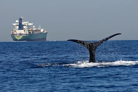 Alamy Noise pollution threatens whale and dolphin populations by interrupting their normal behaviour and driving them away from areas where they breed and feed
(Credit: Alamy)