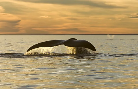 Francois Gohier / Getty Images Rather than having to cope with one threat a time, marine mammals experience the combined pressures of multiple forms of pollution (Credit: Francois Gohier / Getty Images)