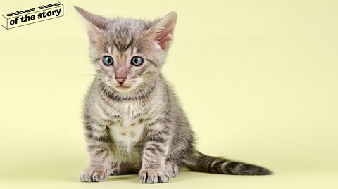 Kitten on a yellow background.