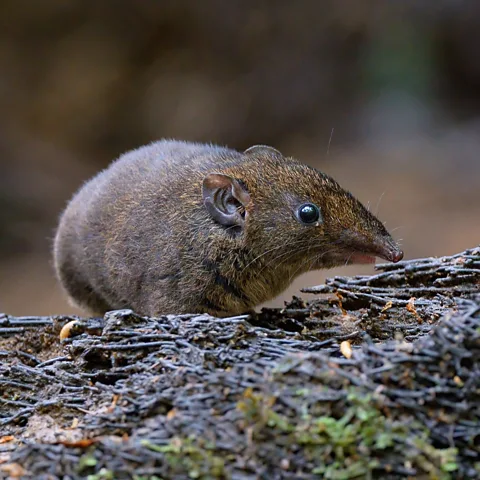 David Awcock The vampire hedgehog was one of five new soft-furred hedgehog species discovered, which included this one called Hylomys maxi (Credit: David Awcock)