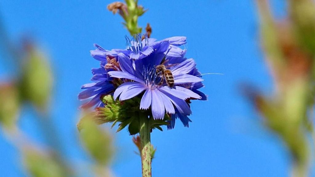 A bee sitting on a purple flower. The background, blue sky, is out-of-focus