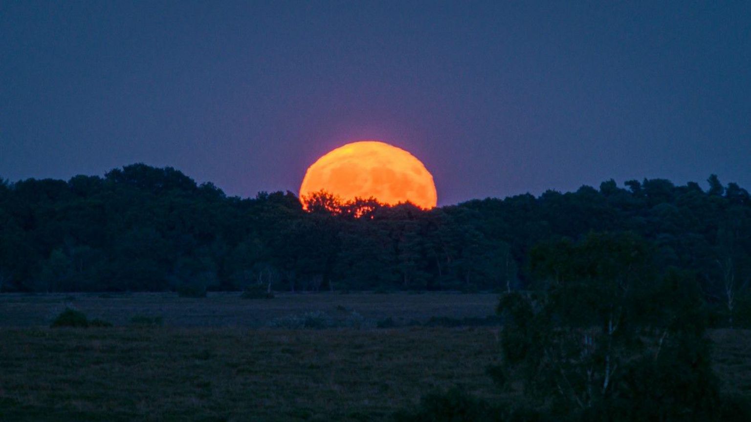 A bright orange moon poking over the silhouettes of trees