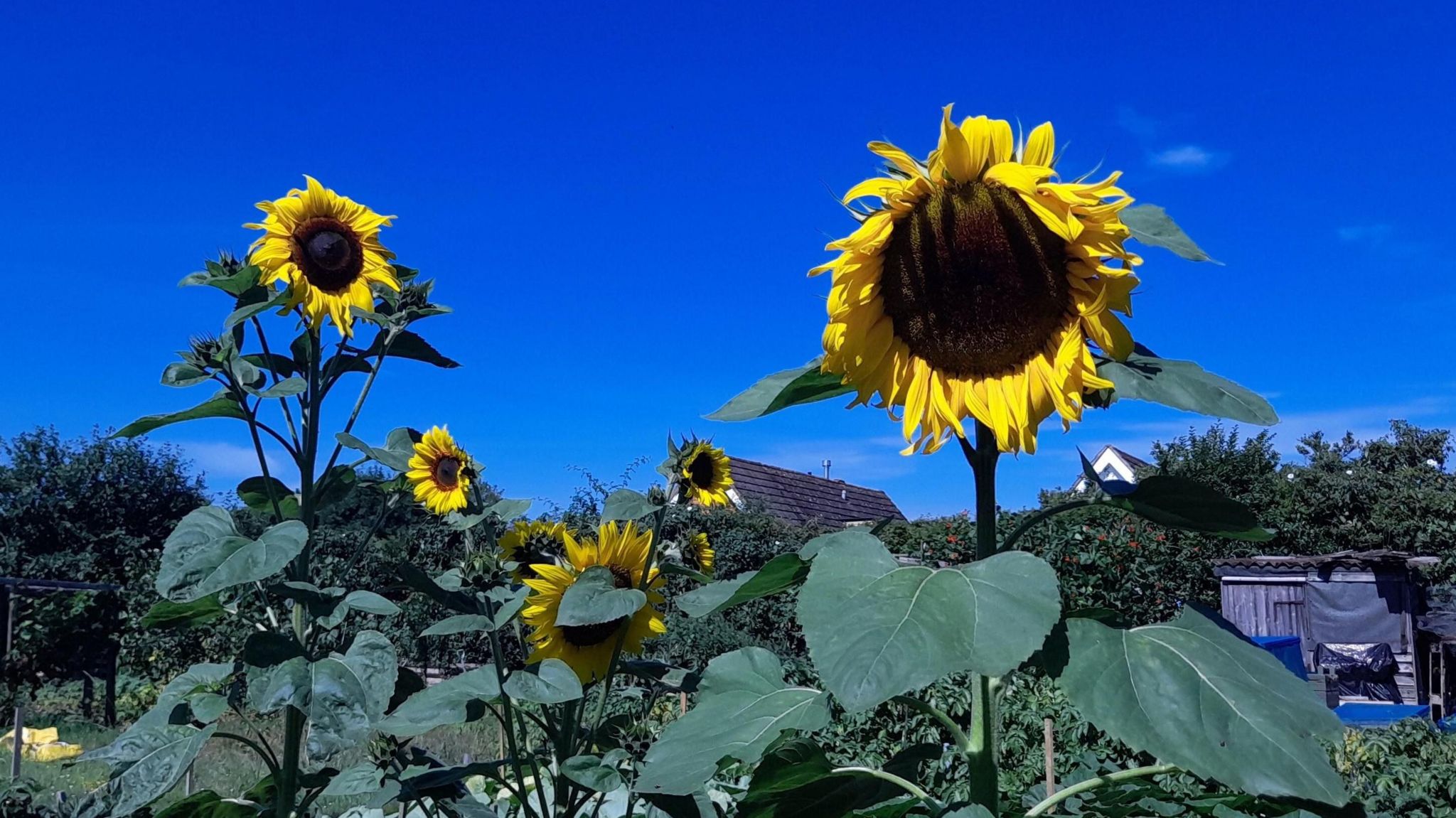 half a dozen yellow sunflowers on an allotment. The sky is blue and cloudless.