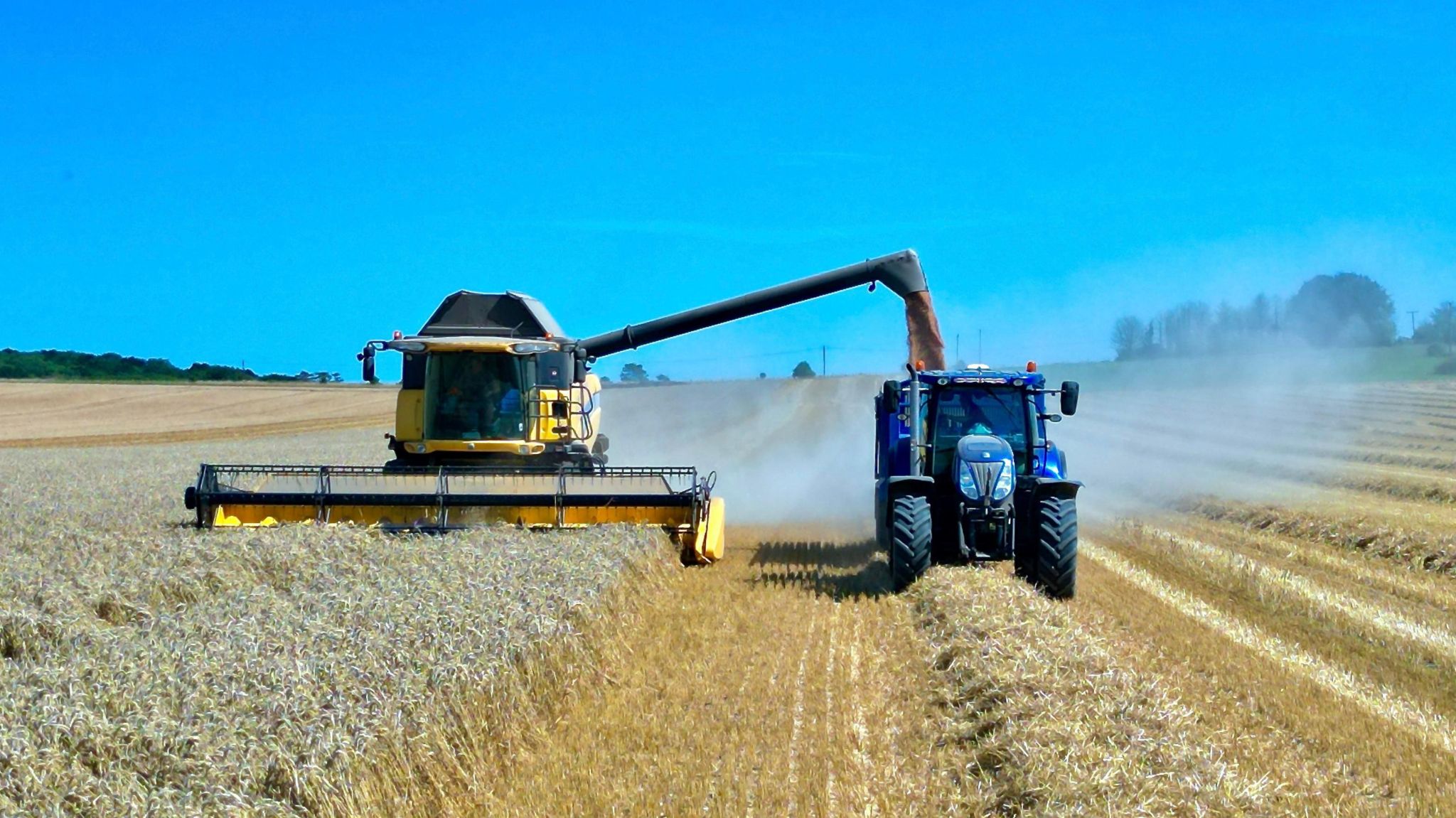 A combine harvester driving towards the camera. It is in a field of golden-coloured wheat. The sky is blue.