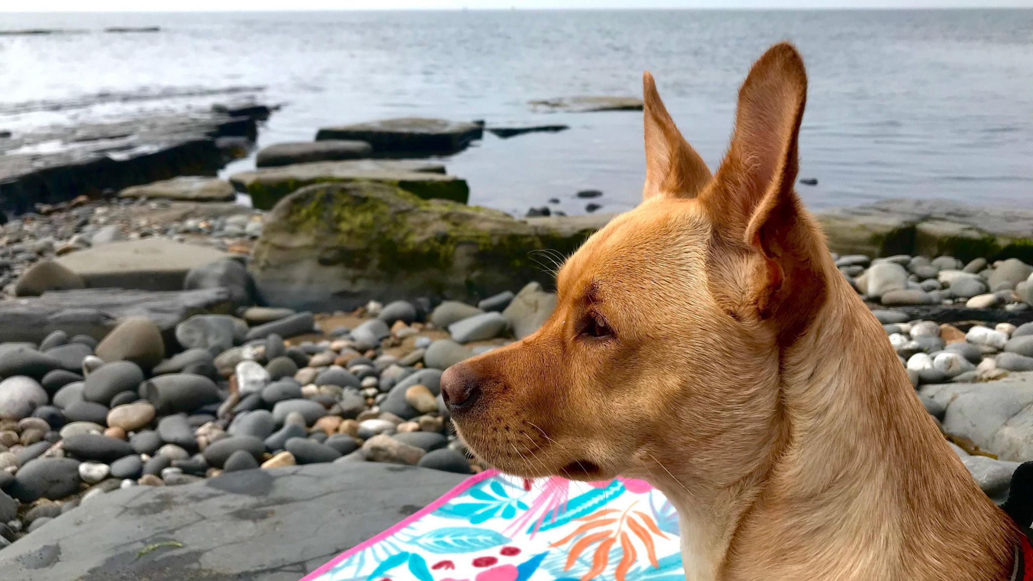 A dog stares out across a beach with rocks of differing sizes and water in the background