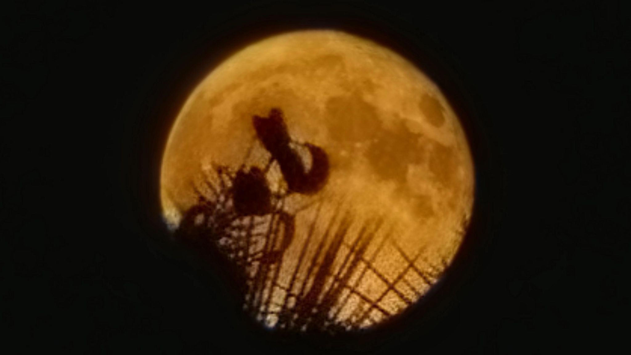 Silhouettes of foliage against the full orange moon in the background