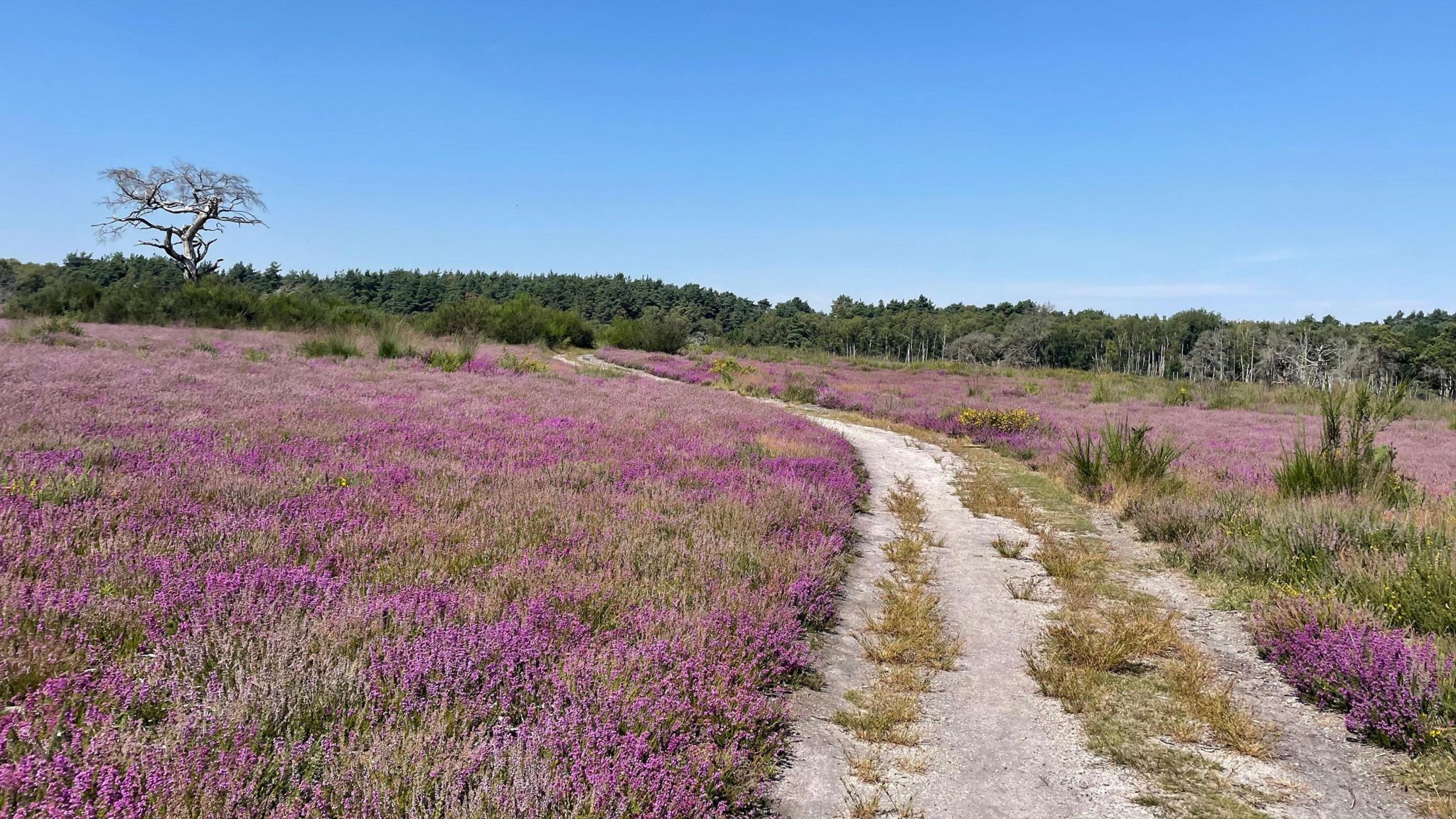 A track breaks up heathland, which is covered in purple flowers. In the distance there are green trees.
