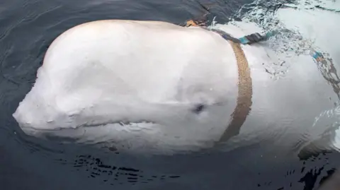 Hvaldimir the "spy whale" surfacing in April 2019, wearing a harness with a GoPro camera attached