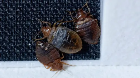 Bedbugs