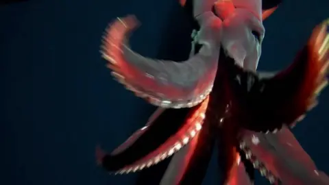 Squid attacking camera