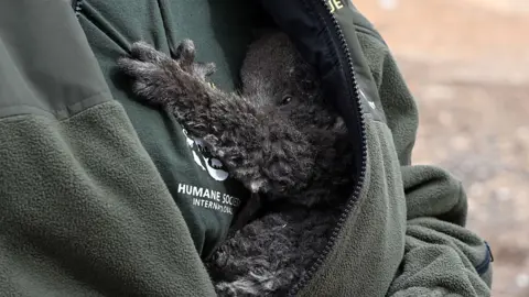 Getty Images Rescued koala in arms of keeper