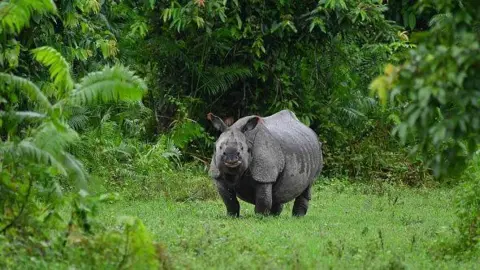 An Indian one-horn rhinoceros is taking shelter on dry land during floods at Kaziranga National Park in Nagaon District of Assam, India, on July 1, 2024
