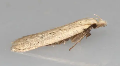 Side view of Norfolk Snout moth showing closed brown-beige wings, front legs, dark eye and long snout with horns 