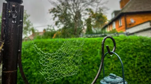 A spider's web glistens with dew drops in front of a bright green hedge in Abingdon. The web is hanging from a dark metal post and in the background you can see a red brick house behind the hedge with a tree and a grey sky. 