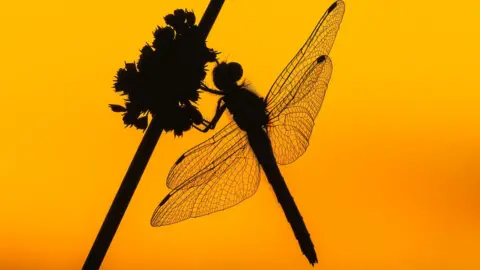 Dragonfly with orange background