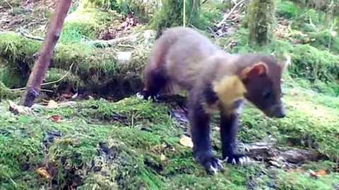 Pine marten