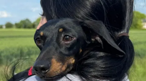 Mila the dog being cuddled by owner