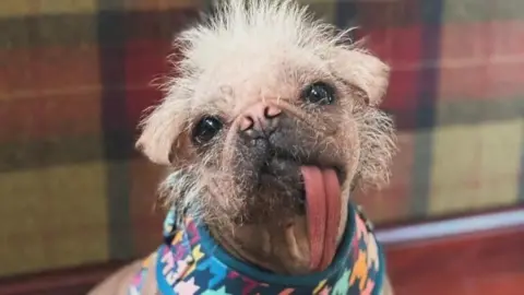 Holly Middleton Peggy – a pug and Chinese crested cross dog - wears a colourful bib and has a long, pink tongueits mouth