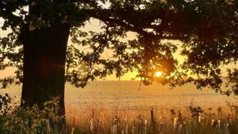 A low sun pierces through a tree's leaves that sits in front a field stretching to the horizon where the land meets an orange sky