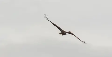 A white-tailed eagle in flight - an obvious bulge in its wing shows where it was injured