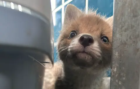 Fox cub looking at camera