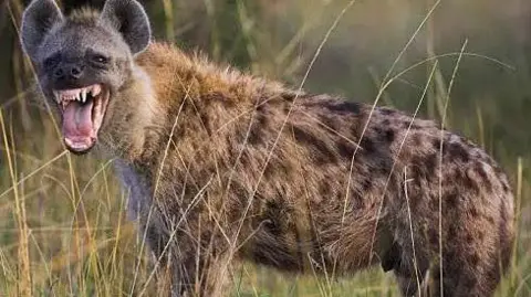 A hyena baring its teeth and tongue.