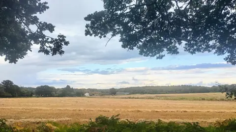 A field of wheat is framed by two trees and sits under a mostly cloudy but bright sky