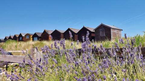 A row of wooden beach huts stand on a dune with thick grass in front of them and bright blue skies behind. A weather worn wooden fence is in the foreground with a full purple bloom of lavender attracting bees to it's pollen